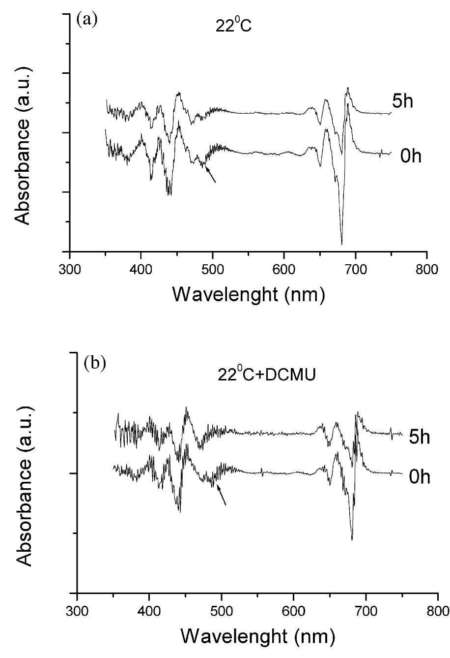 Second derivative of absorption spectra of control and