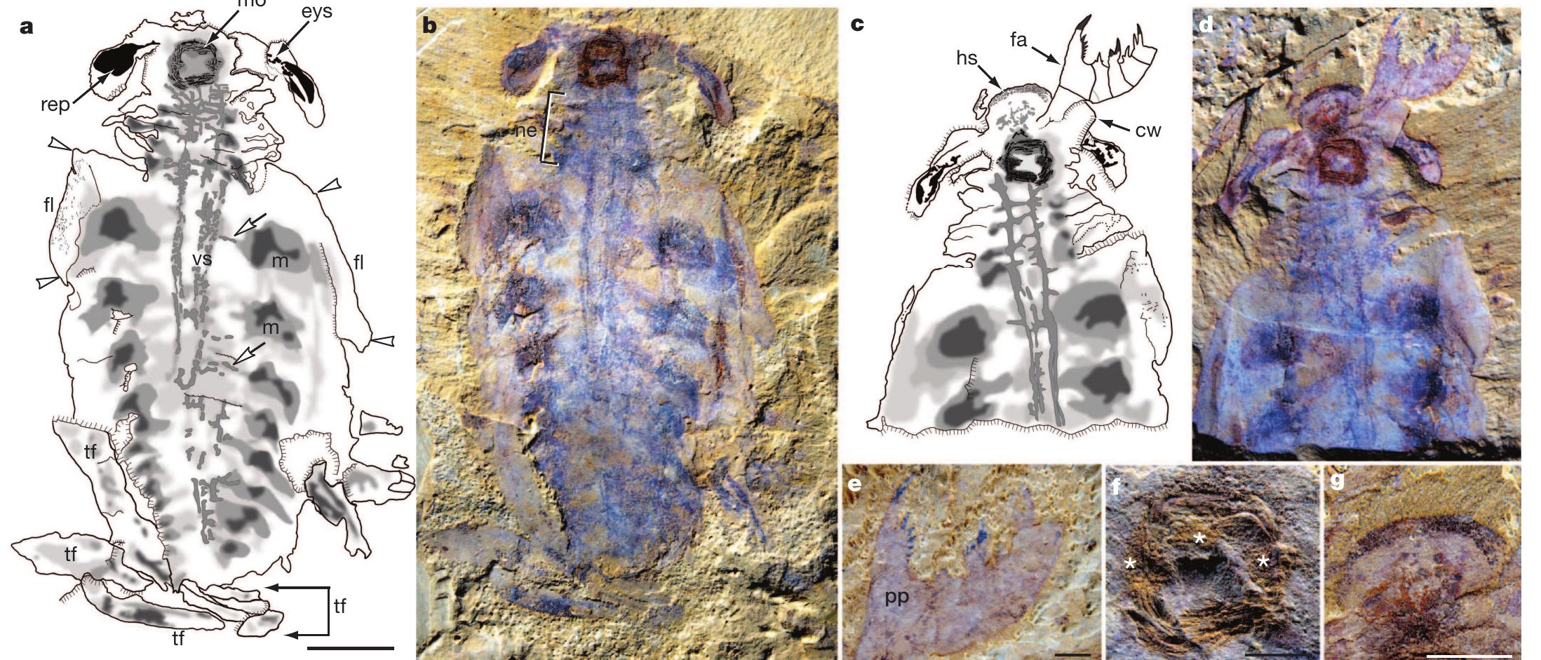 Radiodonta Figure 1 - from Brain structure resolves the segmental