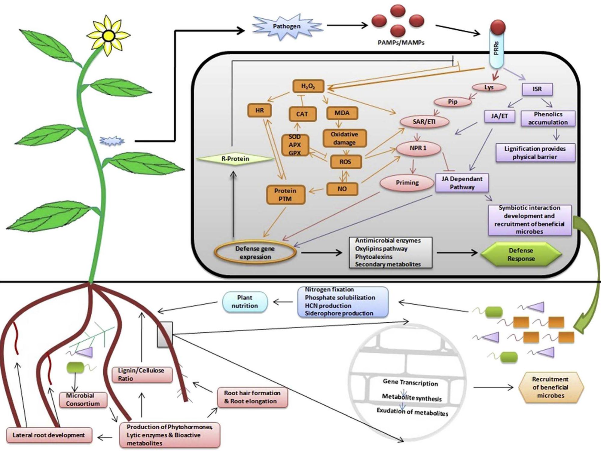 (PDF) Microbial consortium-mediated plant defense against ...