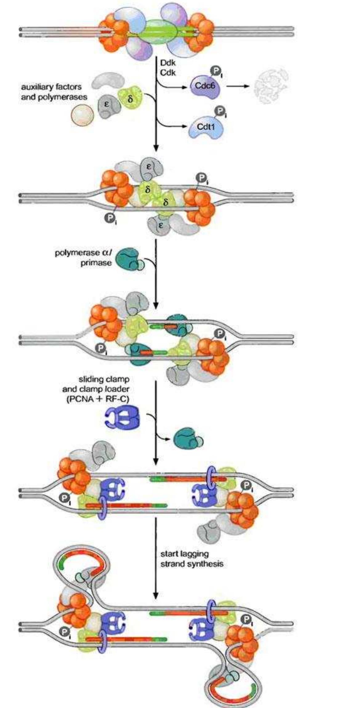 Figure 4 - Eukaryotic DNA Replication