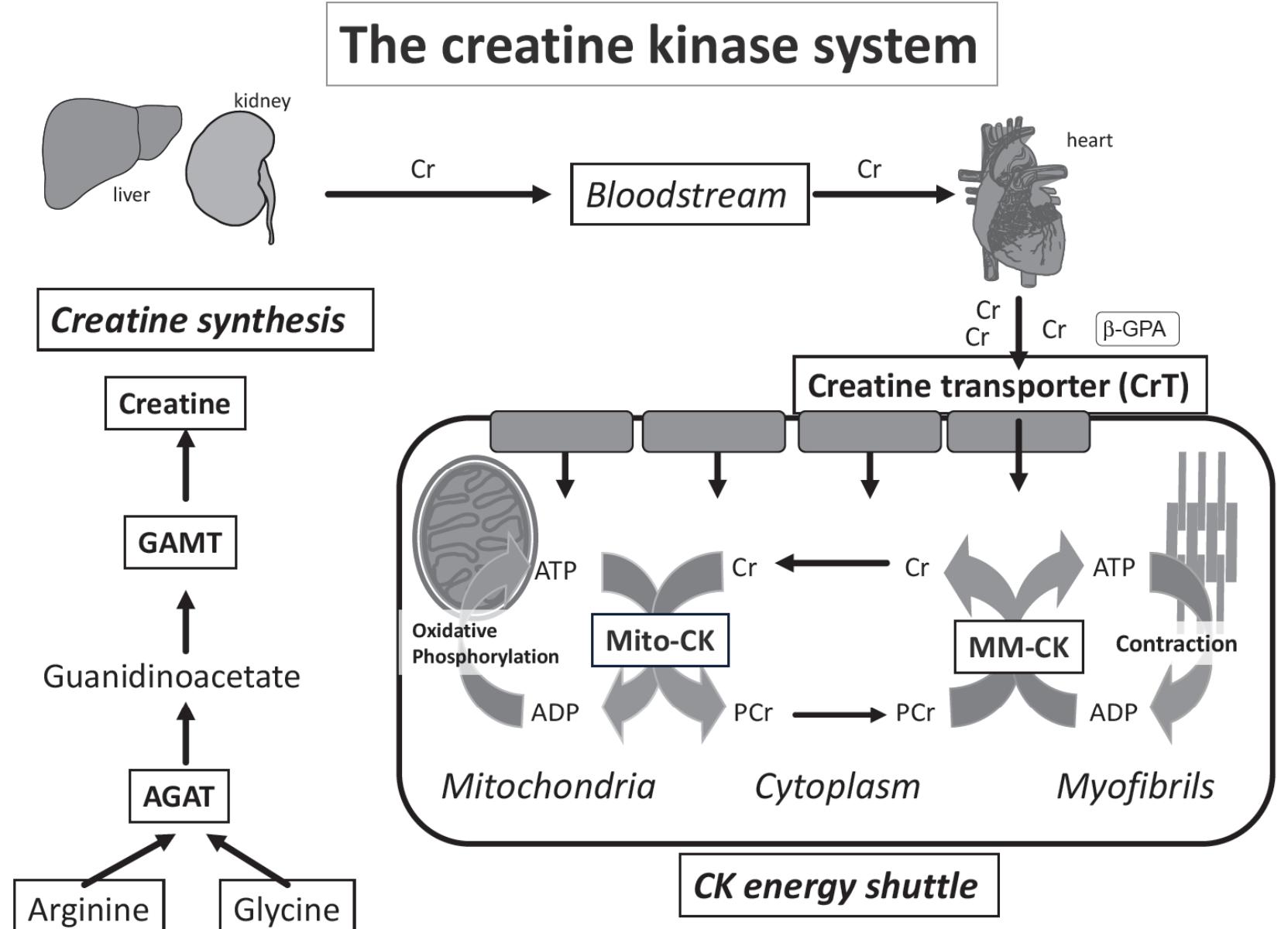 (PDF) Augmentation of creatine in the heart