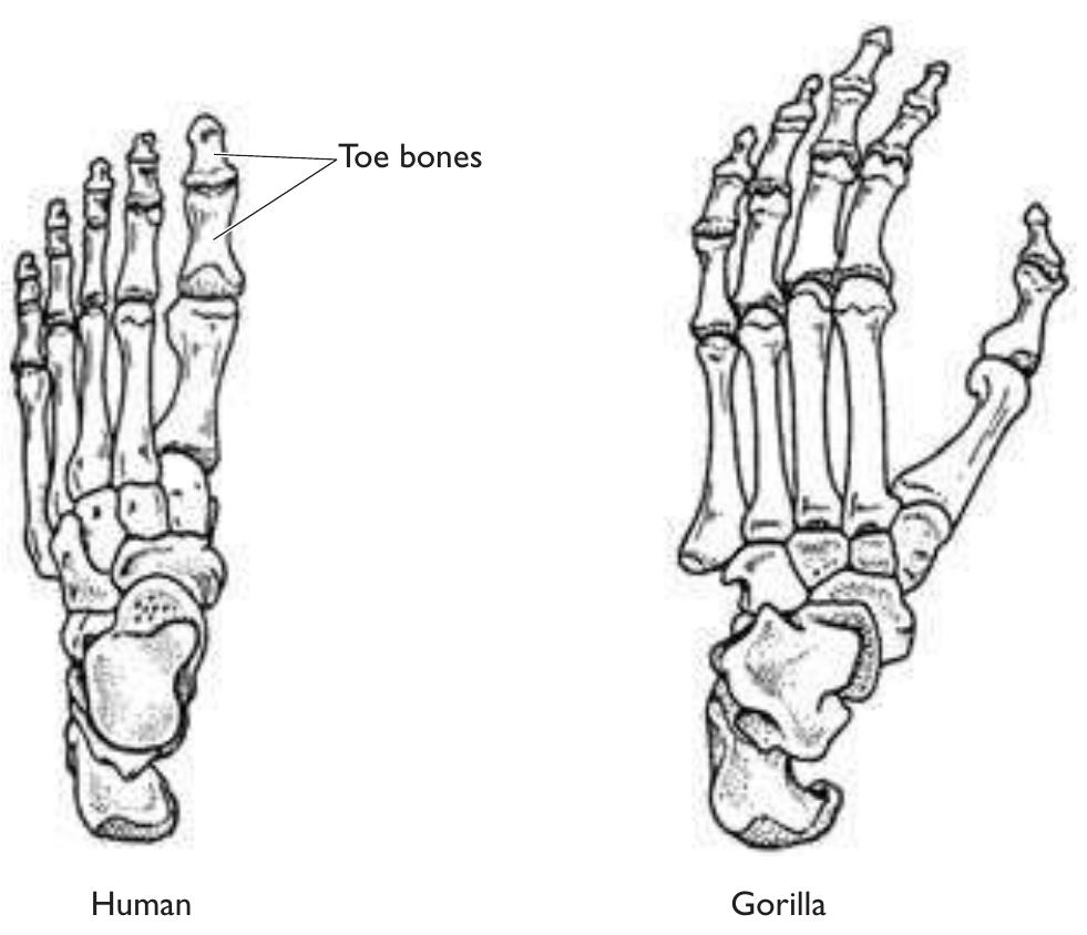 (PDF) human evolution