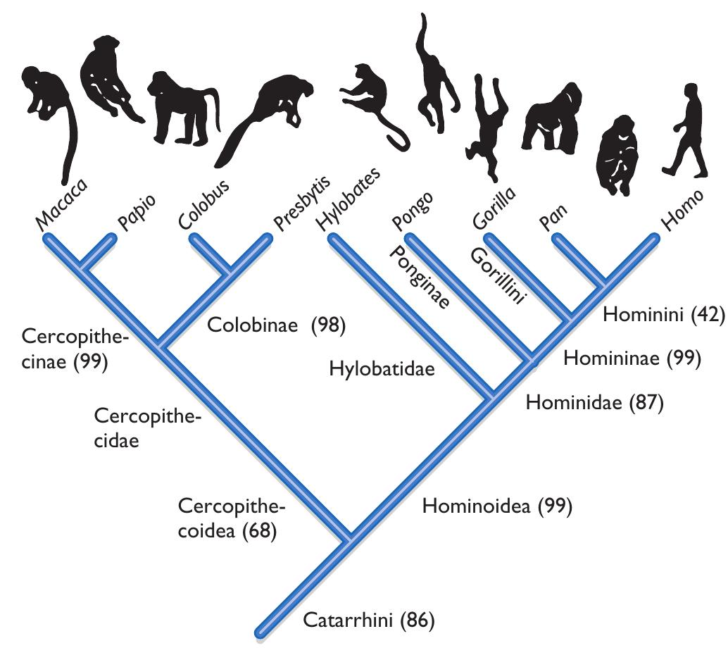 Different Types of Hominids, image size:1034x920