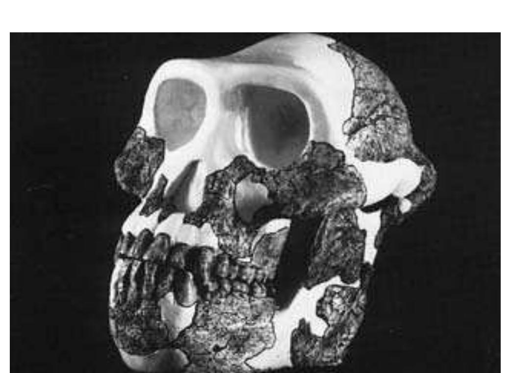 2 reconstruction of an afarensis cranium: the apelike