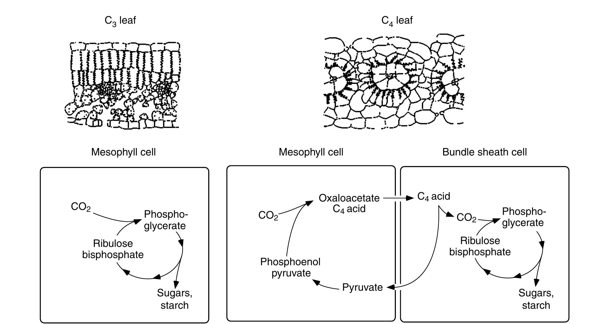 (PDF) C3 and C4 Photosynthesis