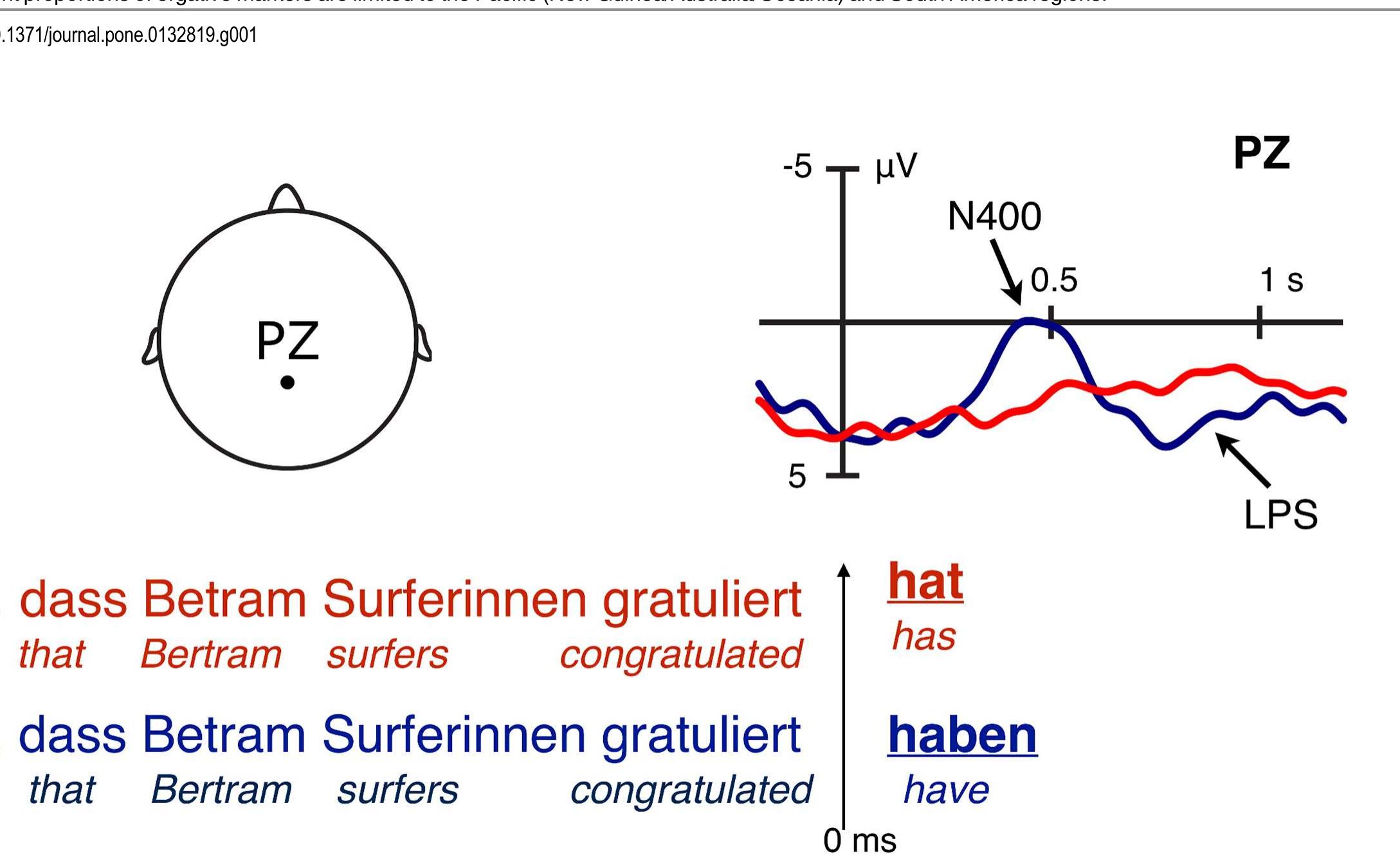 Fig 2. Event-related potentials (ERPs) at the end of a sentence in German. Before the final verb form (‘has’ vs. ‘have’) has entered the parsing system, the initial noun phrase argument (‘Bertram’) can be understood either as an agent (A) or as a patient (P). When the final verb form disambiguates the initial noun phrase towards a P reading (literally, ‘that the surfers have congratulated Bertram’), this triggers a biphasic N400—ate positivity (LPS) pattern (blue trace). No pattern is observed when the final verb form disambiguates towards an A reading (‘that Bertram has congratulated the surfers’). This suggests that  an A reading is the working assumption of the system right from the start [16], in line with the hypothesis of the S/A preference discussed in the main text. Note: Negativity is plotted upwards. 