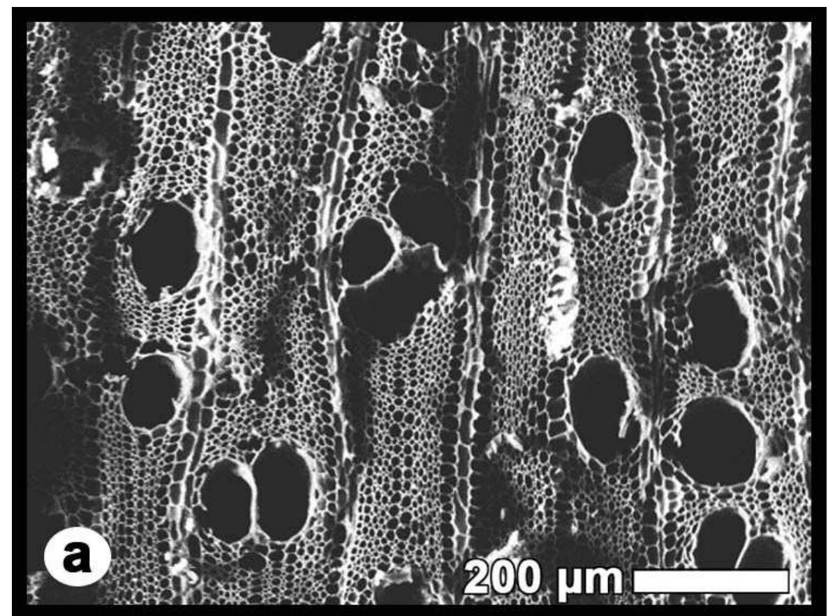 17 scanning electron micrograph of the transverse section of