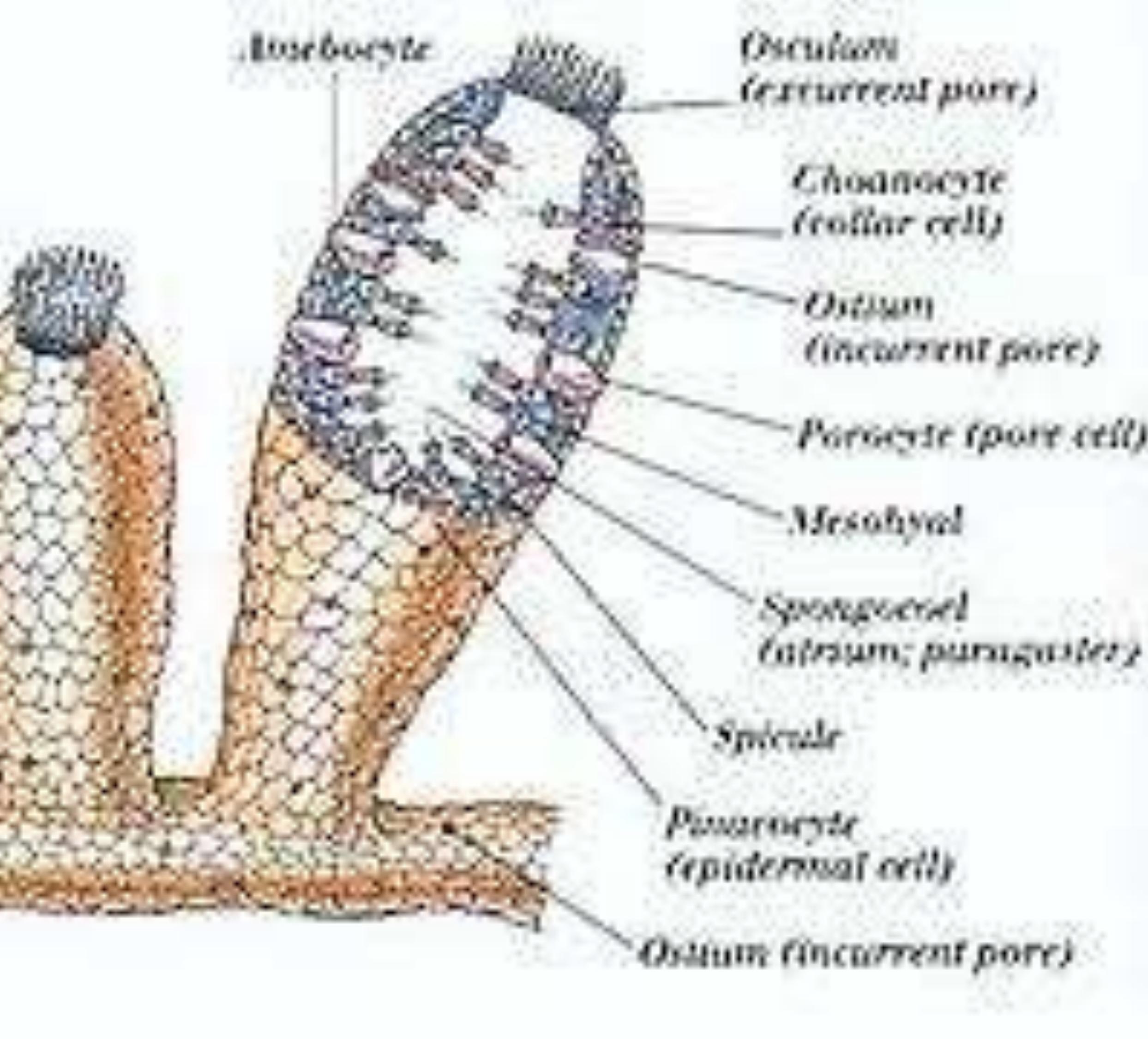Leucosolenia Phylum Leucosolenia Phylum