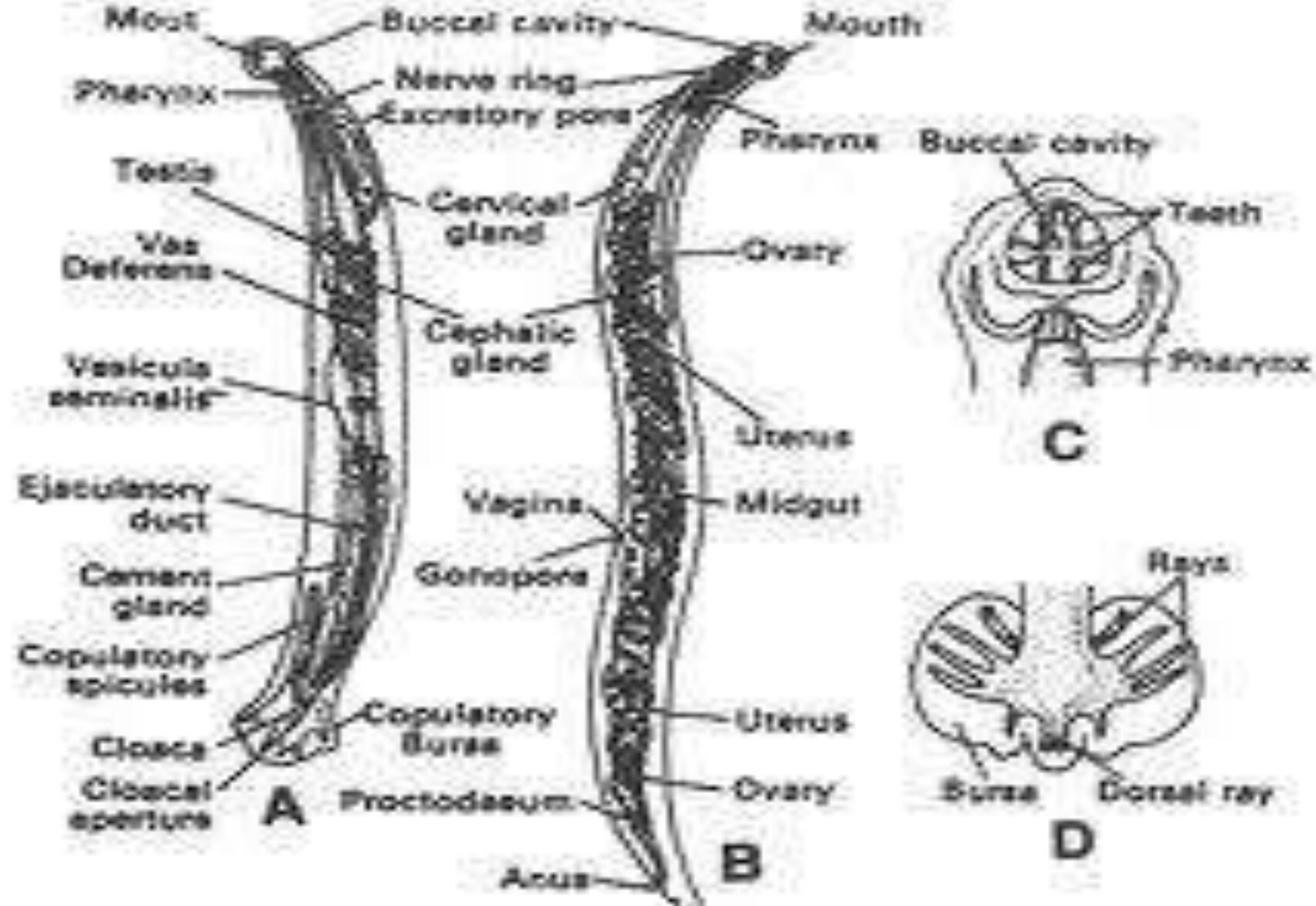 PDF) Ancylostoma duodenale, image size:2780x1913