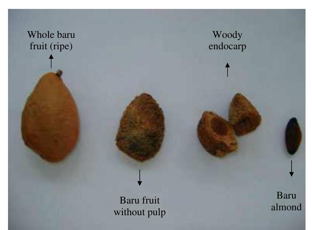 (PDF) Nutritional composition and protein value of the baru (Dipteryx ...