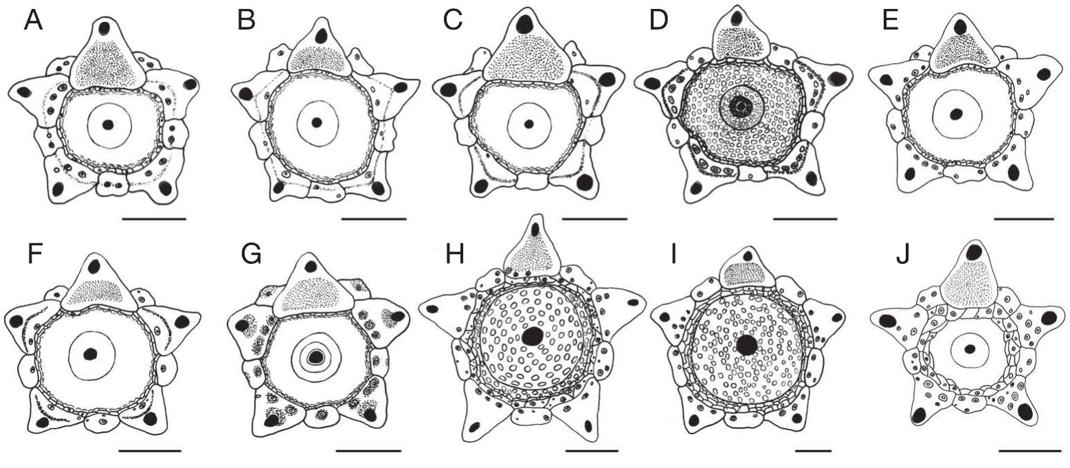 Fic. 1. — drawings of the apical systems, showing species