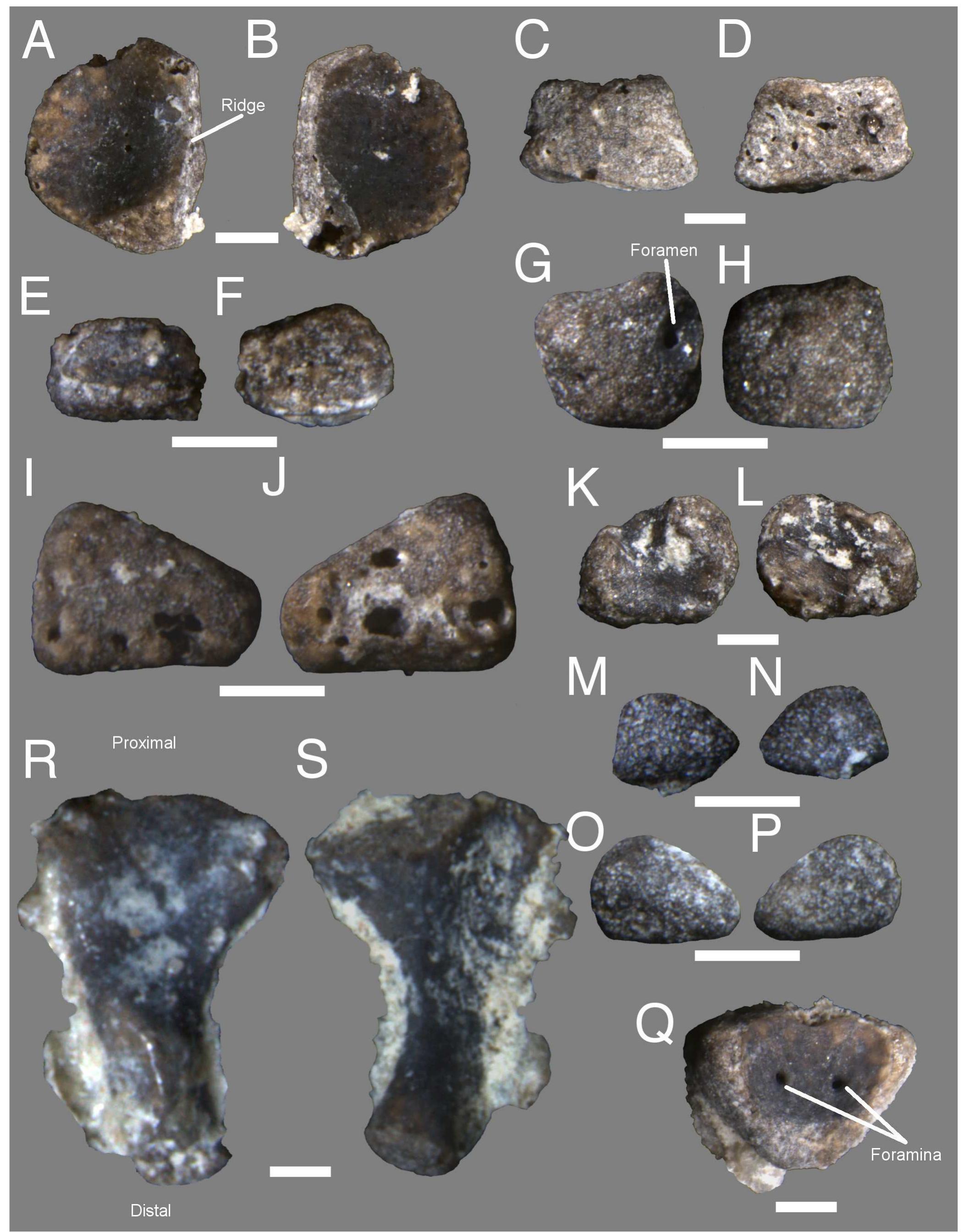 Figure 6 - from A distinctive Late Triassic microvertebrate