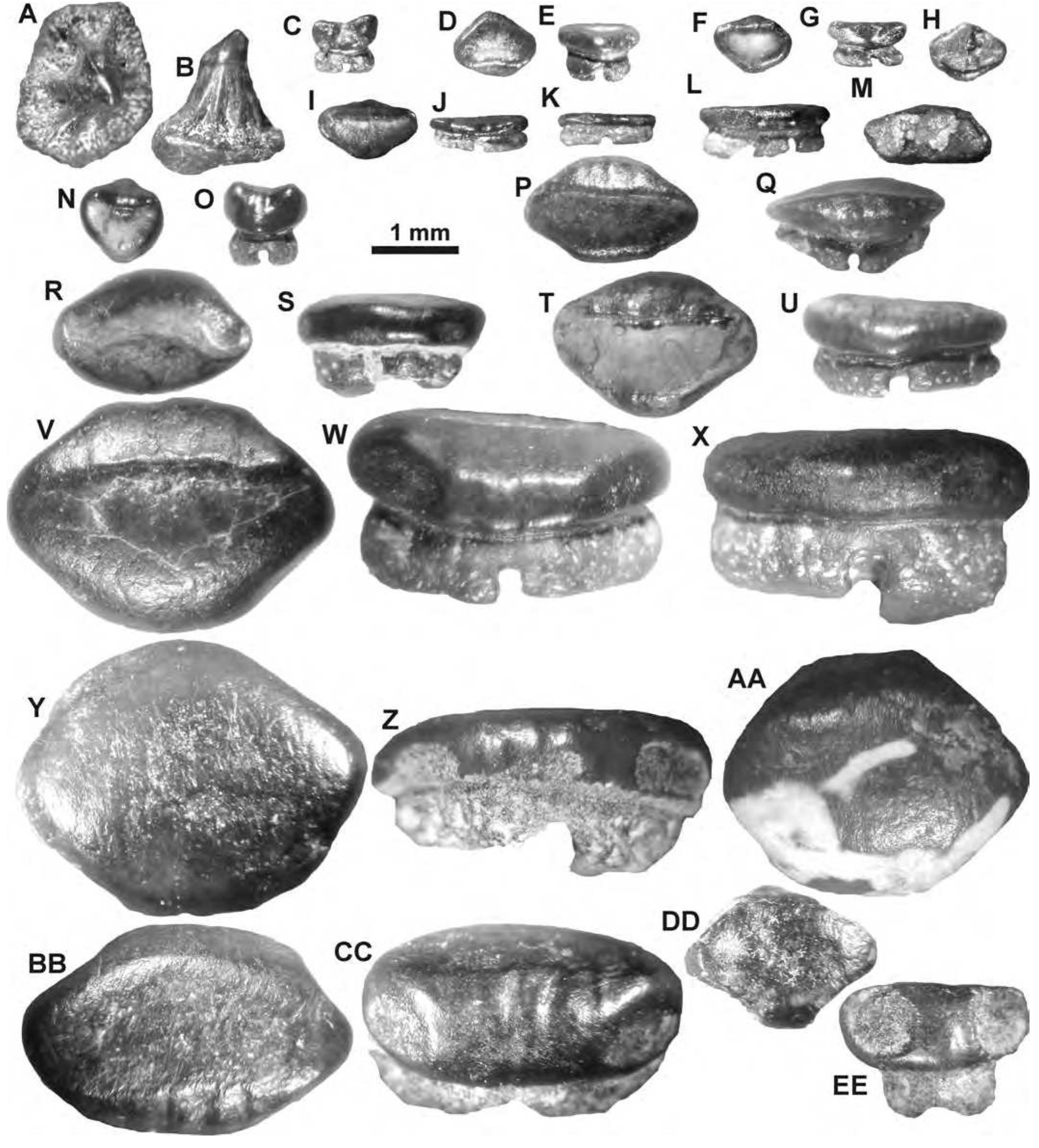 9.12. myledaphine rays from the kaiparowits formation (upper