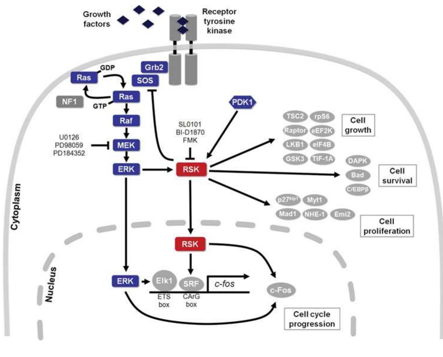 The ras/mapk pathway leads to activation of the rsk family