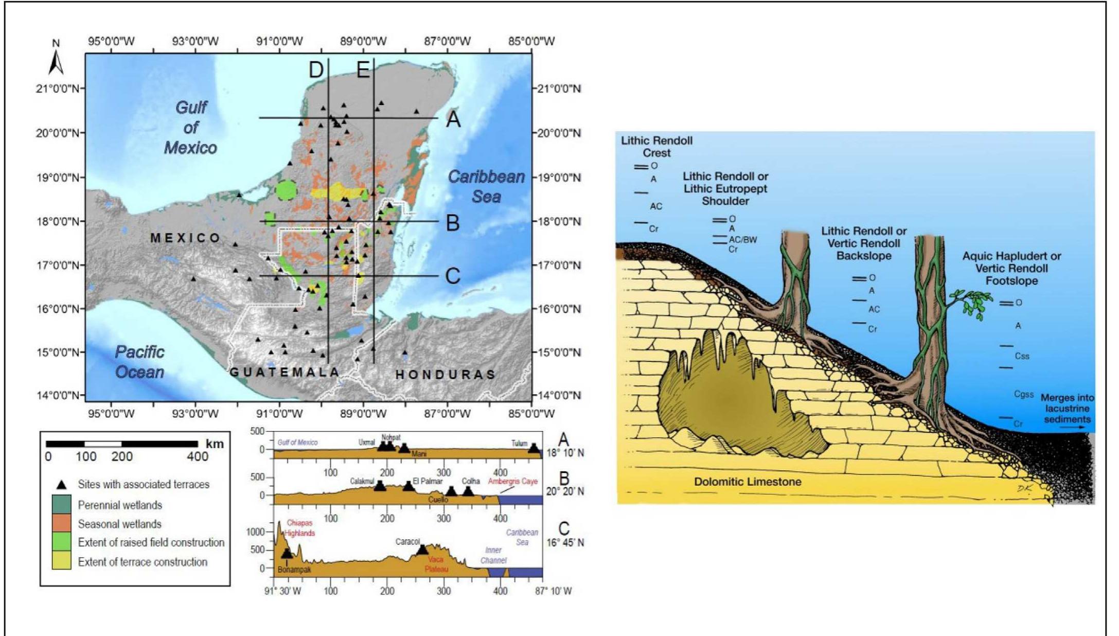 Fig. 2. Topographic transects through Maya Lowlands with a typical central Maya region soil catena.  Three west-east transects across the Yucatan Peninsula epito-  mize regional geomorphology (Fig. 2). Transect A crosses the north—central Yucatan through a low, Tertiary carbonate zone that  has only ~100 m of local relief, mostly fashioned by the higher  I ae  Chicxulub Impact ejecta (King et al., 2004) crops out in late Cretaceous layers of the central and southern Maya Lowlands. Perry et al. (2009) suggested this as a possible source for sulfate-rich groundwater in the eastern part of the peninsula, which is down-  The Maya region is environmentally diverse in both its highland and lowland regions (Figs. 1 and 2). The highlands include igneous, metamorphic, and sedimentary rocks built from volcanism, thrusting, folding, and tension. Structuring much of the lowlands is the Yucatan Platform, which is mostly Cretaceous and Tertiary marine limestone and evaporites (Hartshorn et al., 1984; Marshall, 2007; Perry et al., 2009). Sascab, a saprolitic limestone, often with a case-hardened outer surface, covers the limestone bedrock to var- iable depths (Darch, 1981).  aquifer from the numerous large karst sinks called bajos or poljes (Fig. 1). Minerals like gypsum and celestite make up the sulfur-rich material in these rocks, and dissolve readily in groundwater as it passes through the regolith on its way to the aquifer. The region's carbonate and evaporite rocks have evolved into an array of karst landscapes, each influenced by factors like the amount of rainfall, the composition of the carbonate rock (especially the amounts of calcium, magnesium and sulfur), the presence of faults and es- carpments, the groundwater table elevation, the zone of interaction with sea water and interactions with soil and overlying vegetation (Marshall, 2007; Day, 2007).  