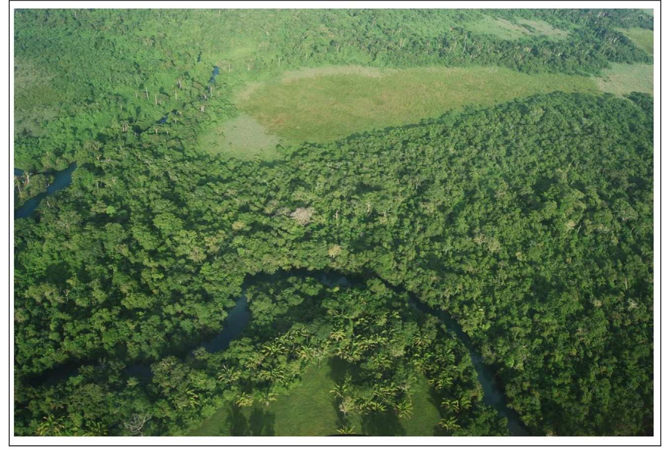 Fig. 5. Aerial photo by first author of the Maya forest and wetland savanna mosaic in the Rio Bravo, Programme for Belize. 