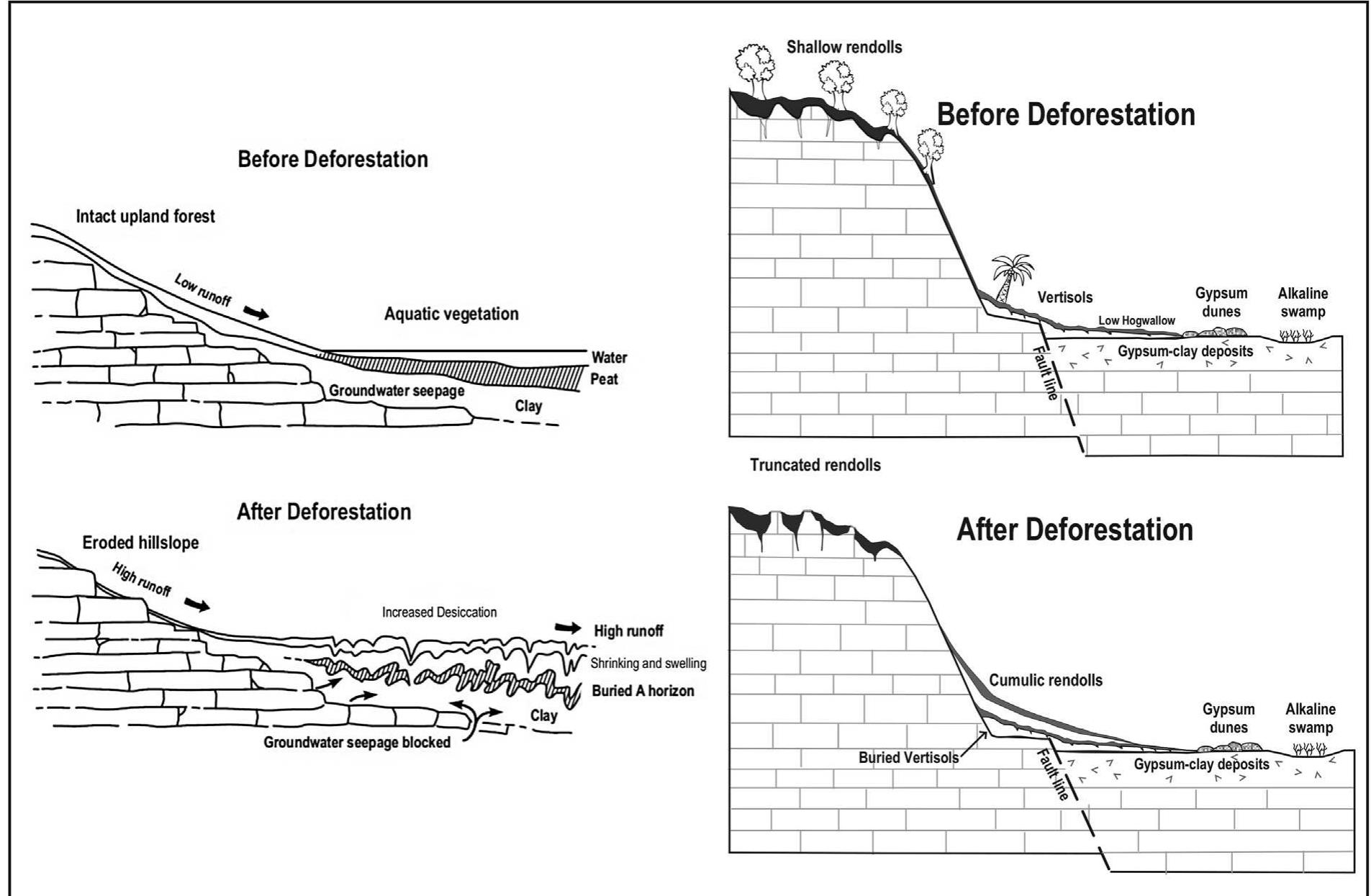 Fig. 7. Two models of bajo responses to environmental change. The model on the left typifies many smaller, more shallow bajos. The model on the right represents many larger, deeper bajos. 