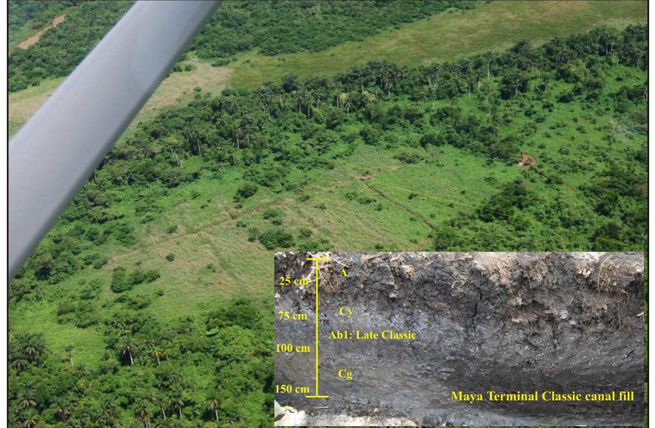 Fig. 9. Photos by first author of Birds of Paradise Wetland canals and fields with inset of stratigraphy. The Maya field section has A, Cy, Ab, and Cg soil horizons, and the Ab here was the Late Classic activity layer. The Terminal Classic Maya canal fill is organic clay from slow deposition. 