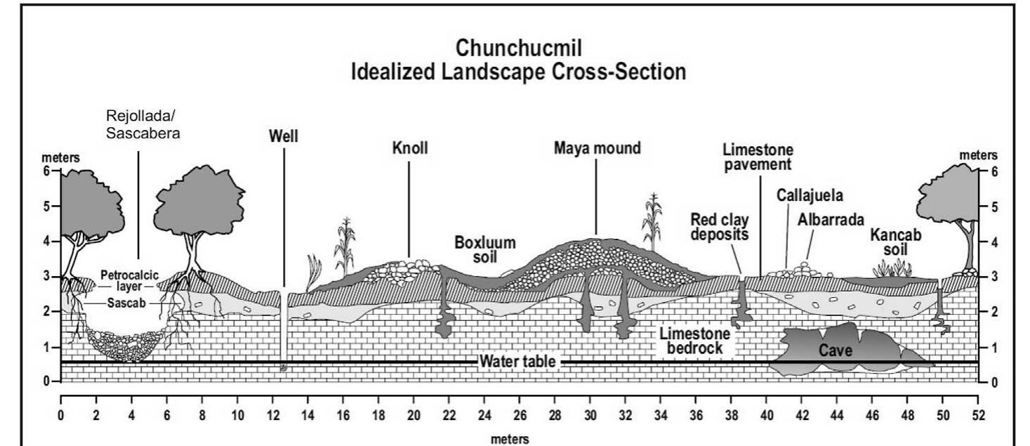 Fig. 10. Chunchucmil, Yucatan idealized landscape profile (redrawn after Beach, 1998b). 