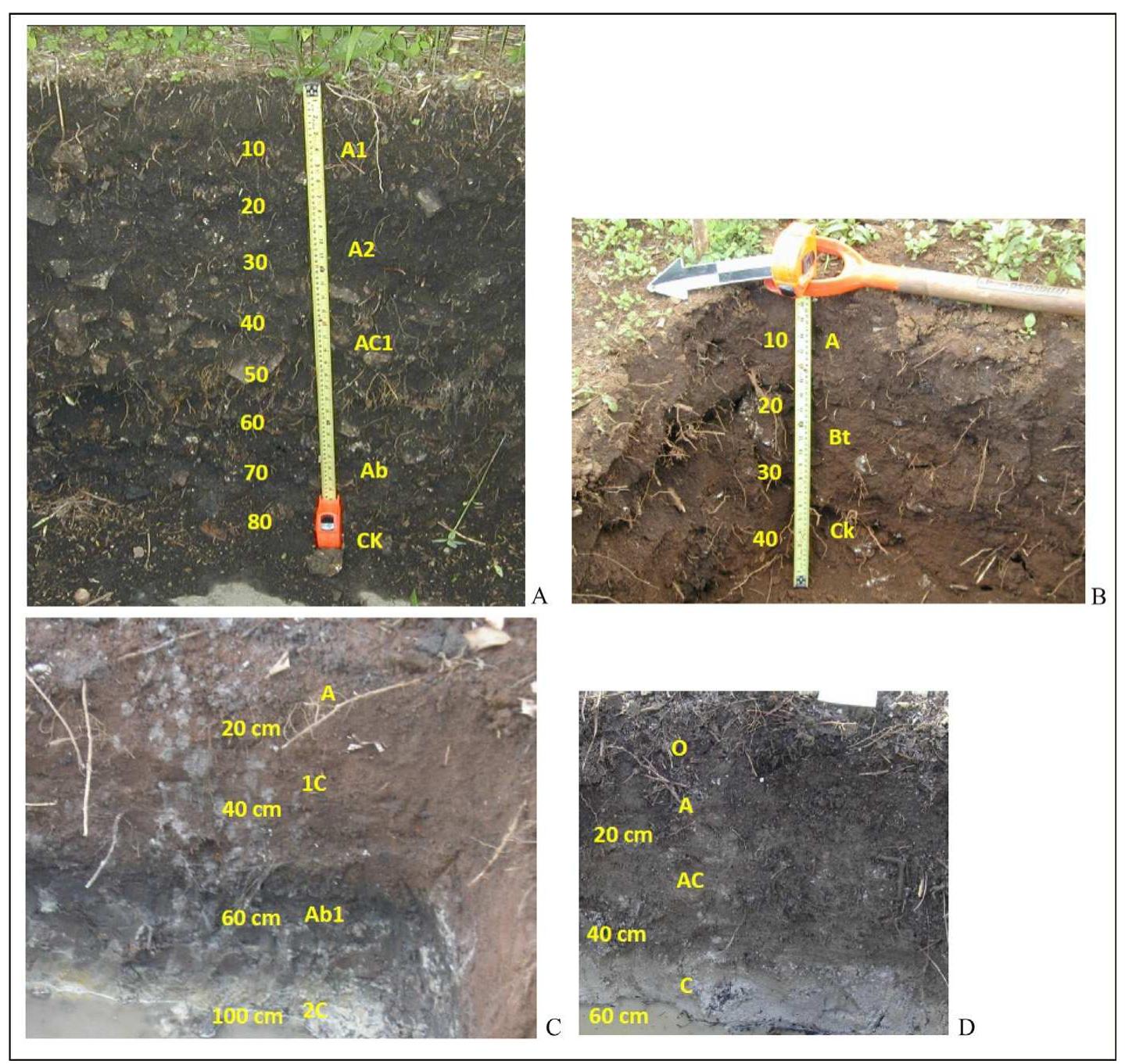 Fig. 11. Photo sequence by first author: Maya ‘Black Earth’(A) and natural soil (B) at Mayapan, and Anthrosol (C) and natural soil (D) at Wits Cah Ak'al, Belize  Lithosphere impacts include Maya soil impacts, quarrying and Maya building or other uses of stone. Maya stone use involved large-scale impact because there are numerous Maya centers (Fig. 14) with stone buildings (Abrams, 1994), and the amounts of lime required to make plaster for the buildings and wood to make plaster were also high (Schreiner, 2002; Wernecke, 2008). Few studies, however, have quantified the tons of limestone or hours of human labor (Abrams, 1994) required for such constructions, though Dahlin et al. (2006) produced such estimates for the site of Chunchucmil. Lithic assemblages (Barrett, 2011) can also provide insights into patterns of resource depletion.   system at Tikal (Scarborough et al., 2012), its well-constructed floor and possible dams and holding tanks were engineered to maintain quality as well as to decrease losses from percolation (Beach et al., 2015b). Still, the Zotz reservoir aggraded through the Classic period  from a depth of 230 to 100 cm  below the surface, when the Late  Classic Zotz Maya built another floor, this time of inferior con- struction, which then filled another 100 cm to the surface. An  aguada excavation at the Late C Zotz, uncovered a similar Late C  assic site of Xultun, northeast of assic floor (Akpinar et al., 2012).  Although several reservoirs show signs of dredging, many like the Zotz and Zacatel aguadas (Wahl et al., 2007a, b) filled up with clay,  possibly because they still held p (Beach et al., 2015b).  enty of water into the Postclassic 
