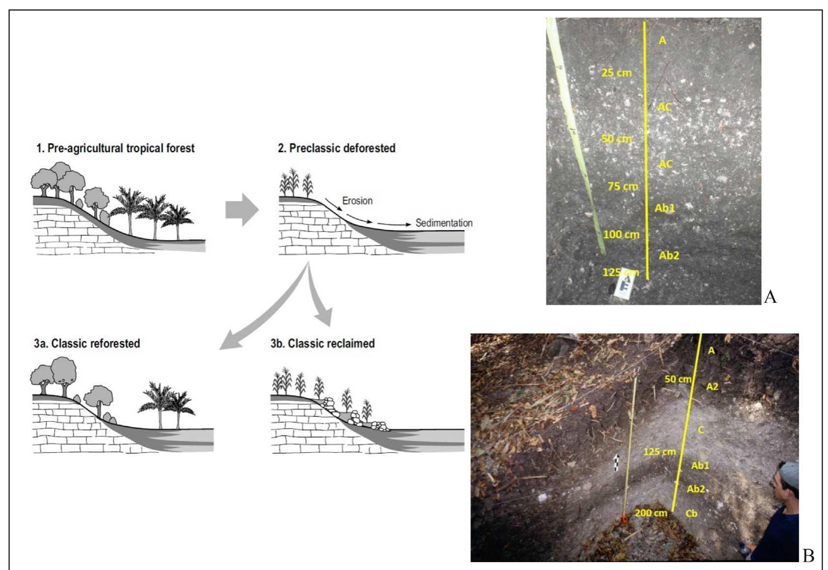 Fig. 12. Terrace responses with photo insets of Chawak (A) and Cancuen (B) paleosols taken by the first author. Note that in photo B the Ab horizon merges into a cumulic horizon on the floodplain, down slope side. 