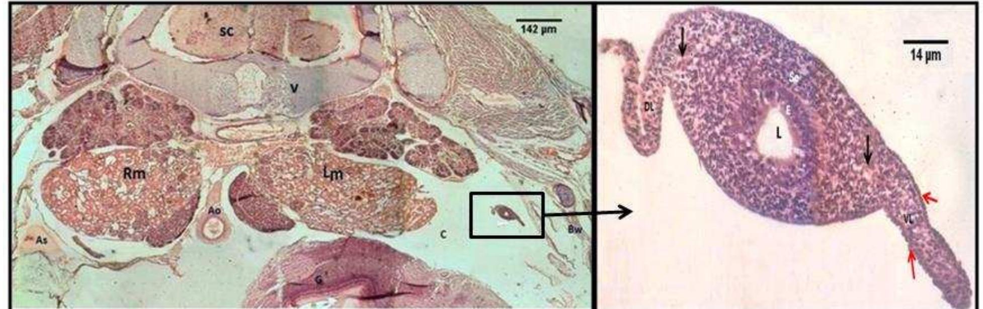 Transverse section of left oviduct through mid gizzard of 19