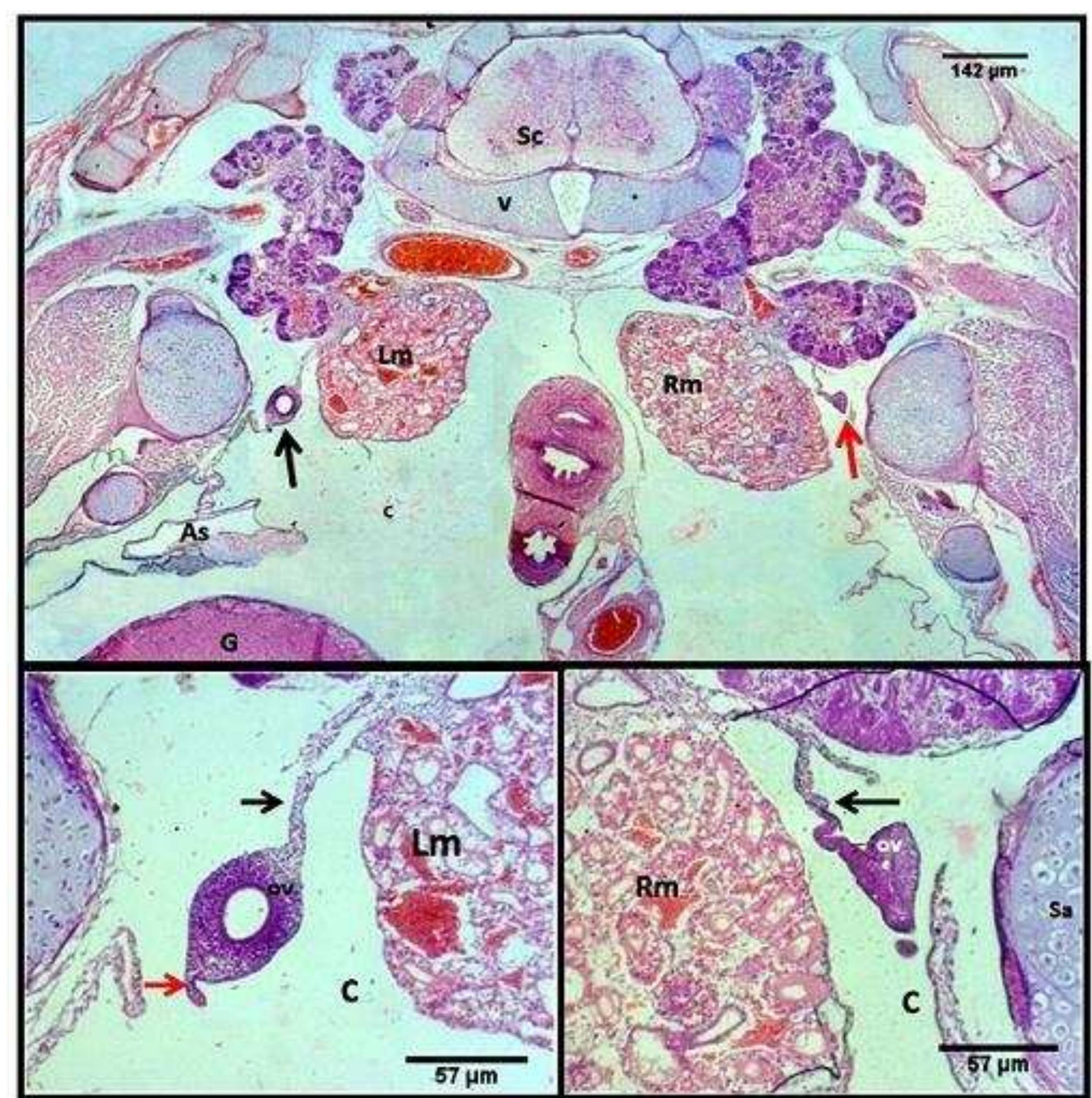 The left and right oviducts through the end of gizzard of 19