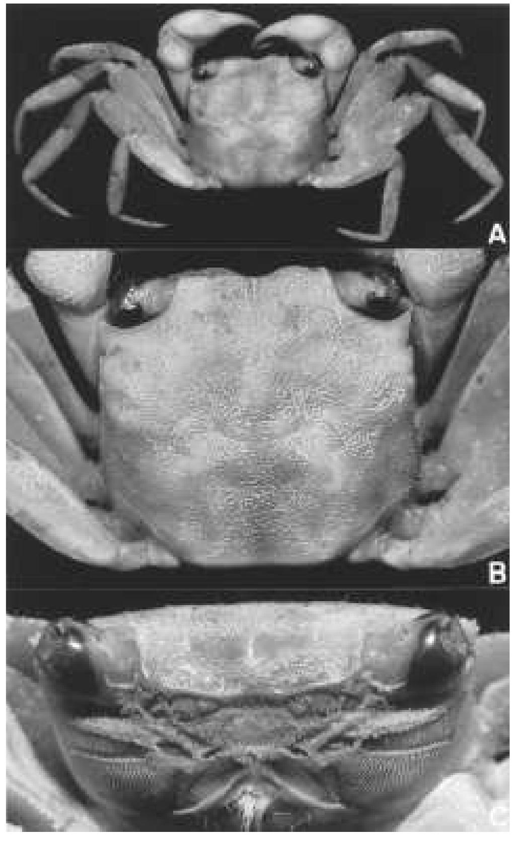 Geosesarma Pdf (PDF) GEOSESARMA HEDNON, A NEW SPECIES OF TERRESTRIAL CRAB (CRUSTACEA ...
