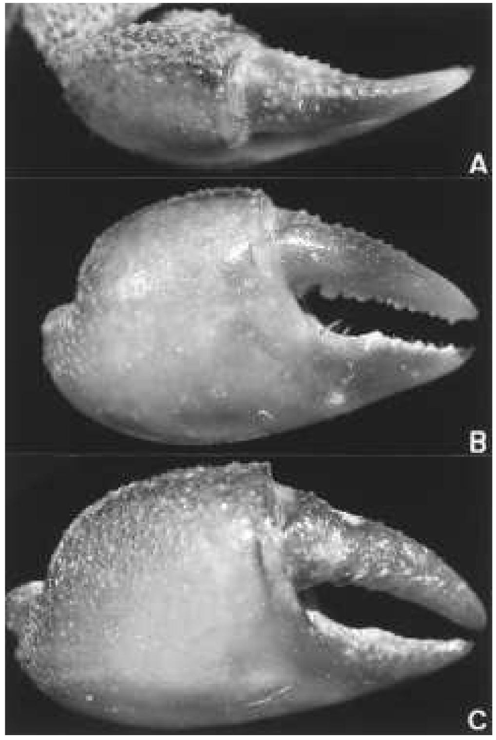 Geosesarma Pdf (PDF) GEOSESARMA HEDNON, A NEW SPECIES OF TERRESTRIAL CRAB (CRUSTACEA ...