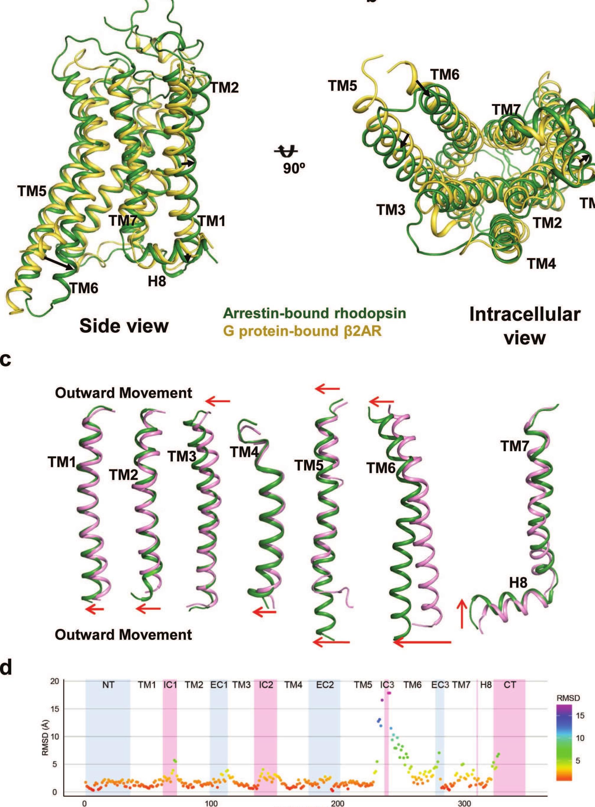 Figure 15 - Crystal structure of rhodopsin bound to arrestin