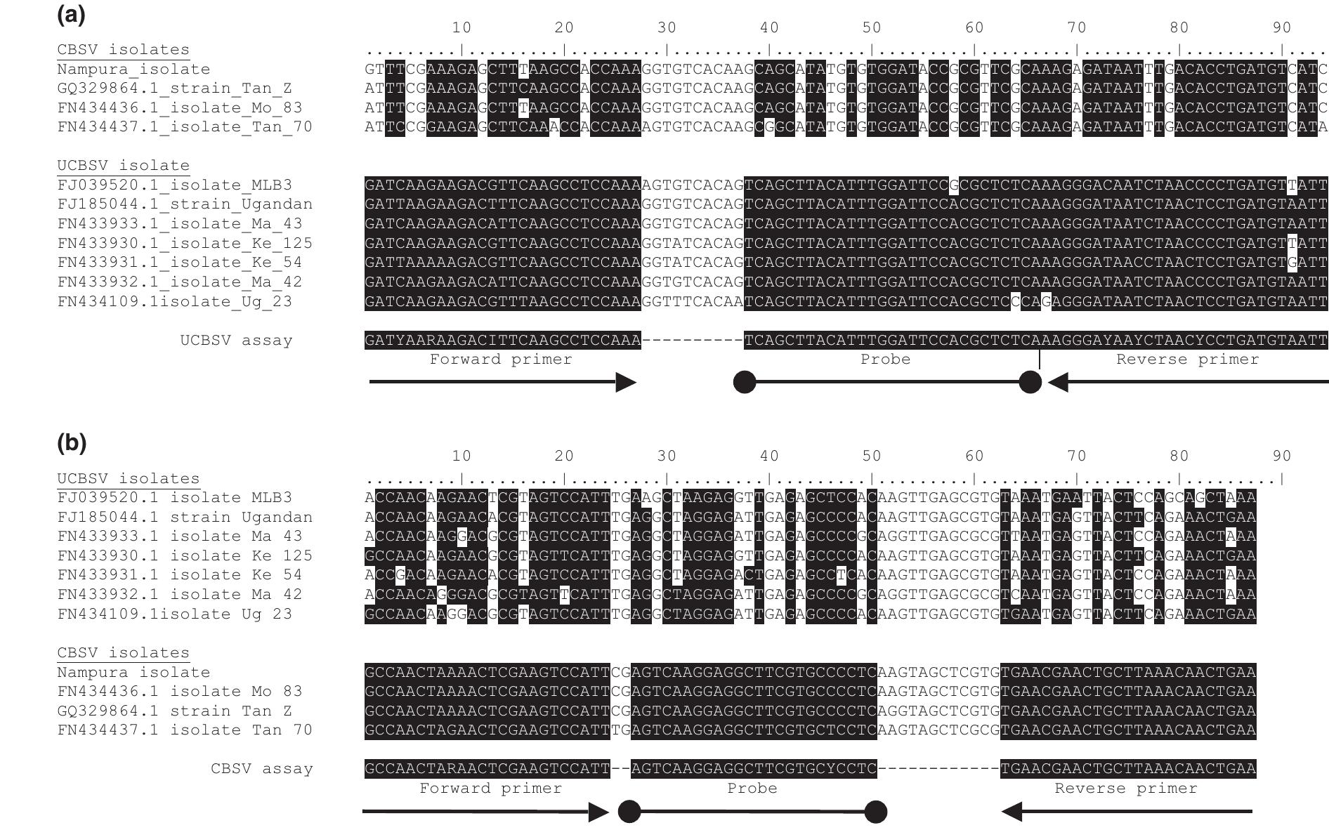 Alignment of sequence for the regions of the cbsv and ucbsv