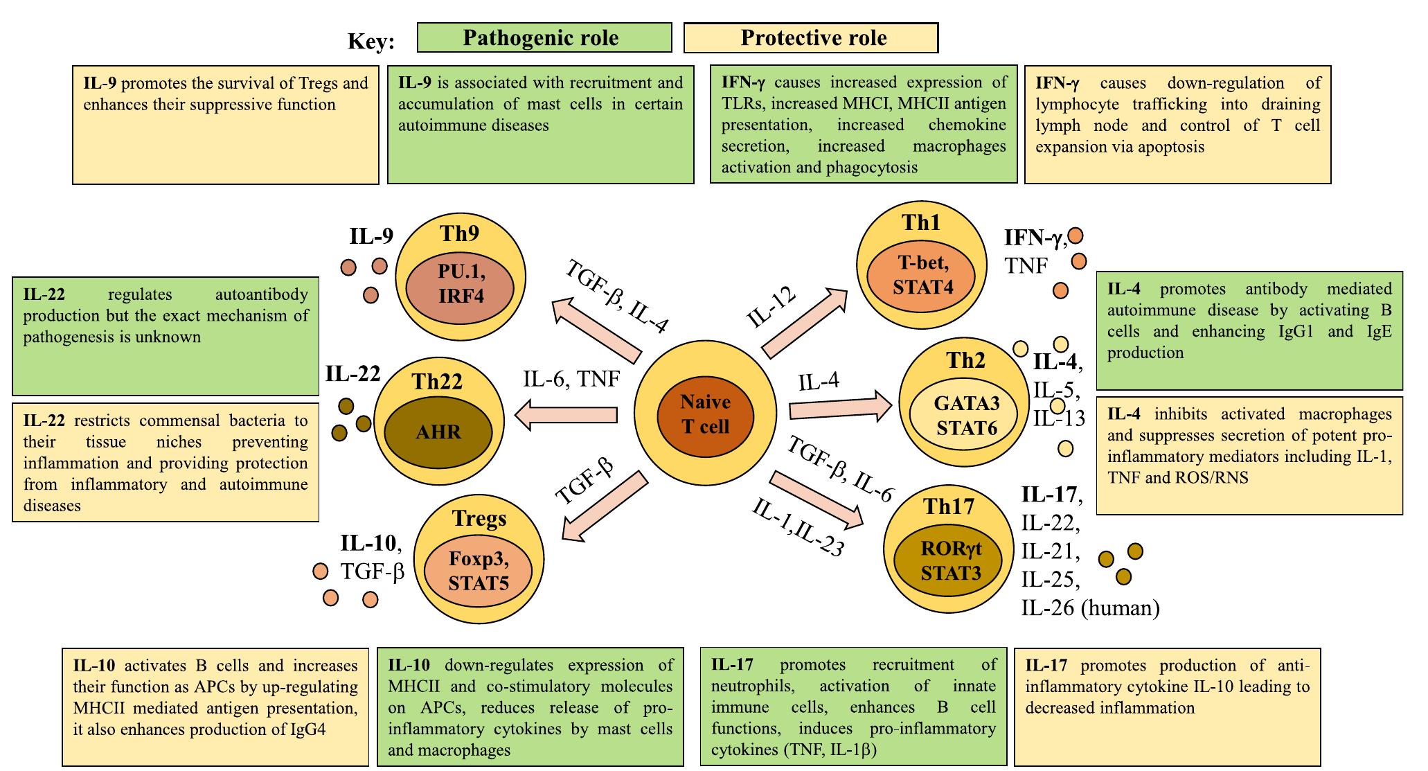 (PDF) T cell subsets and their signature cytokines in autoimmune and ...