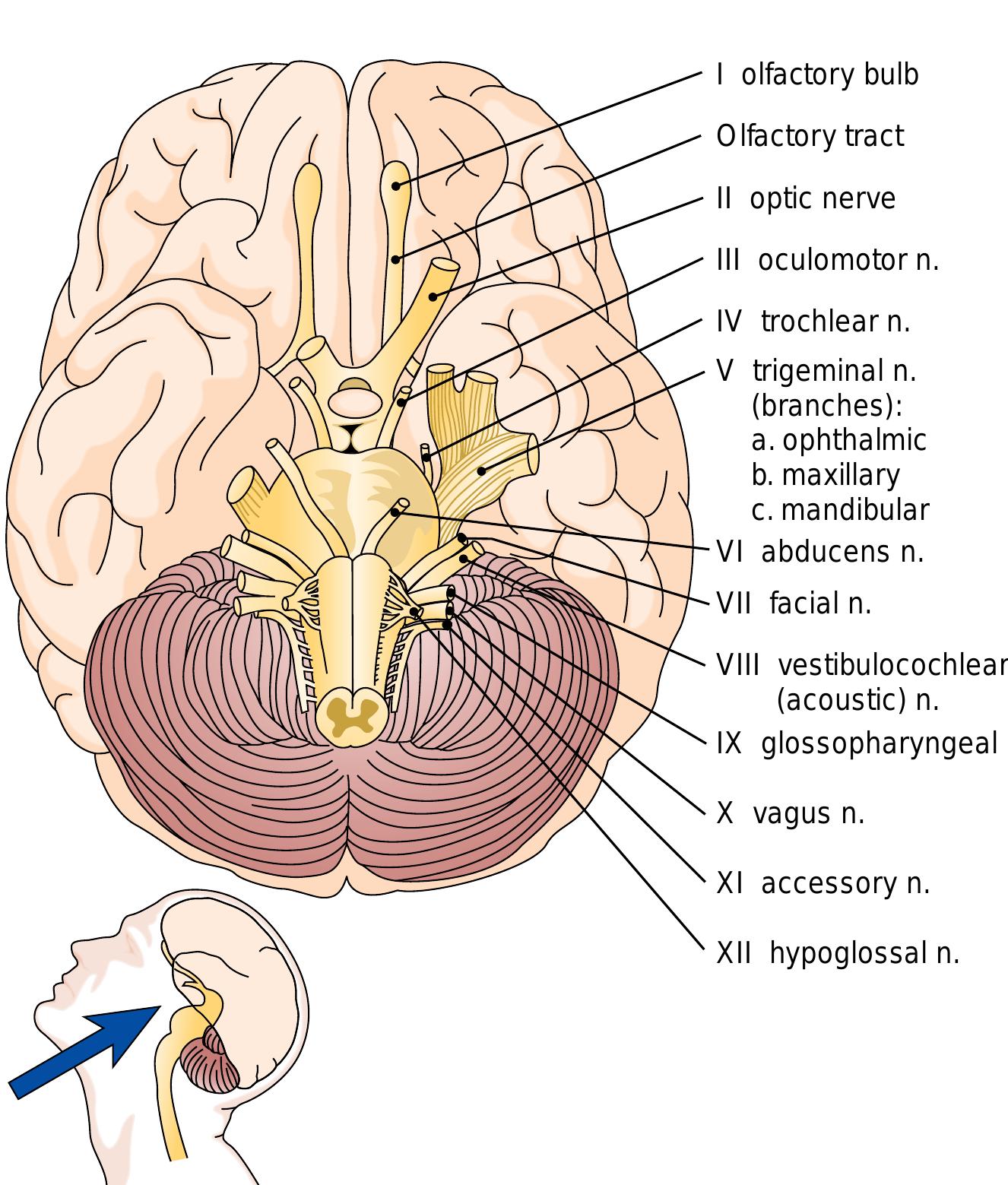 -18 cranial nerves. the 12 pairs of cranial nerves are seen