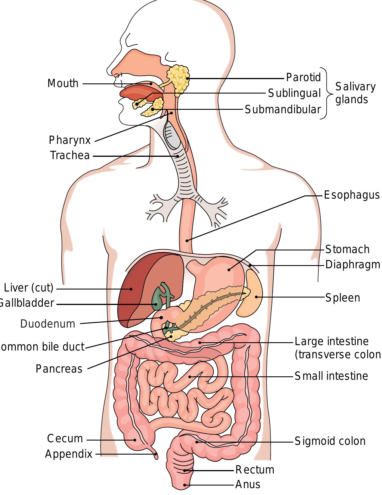 洋書 The Gastrointestinal System Anatomy of the Digestive System: Perez, Vincent