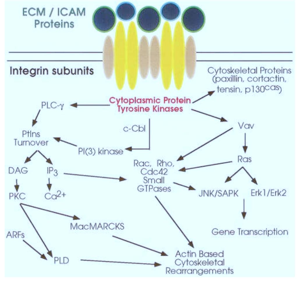 (PDF) Integrin signal transduction in myeloid leukocytes