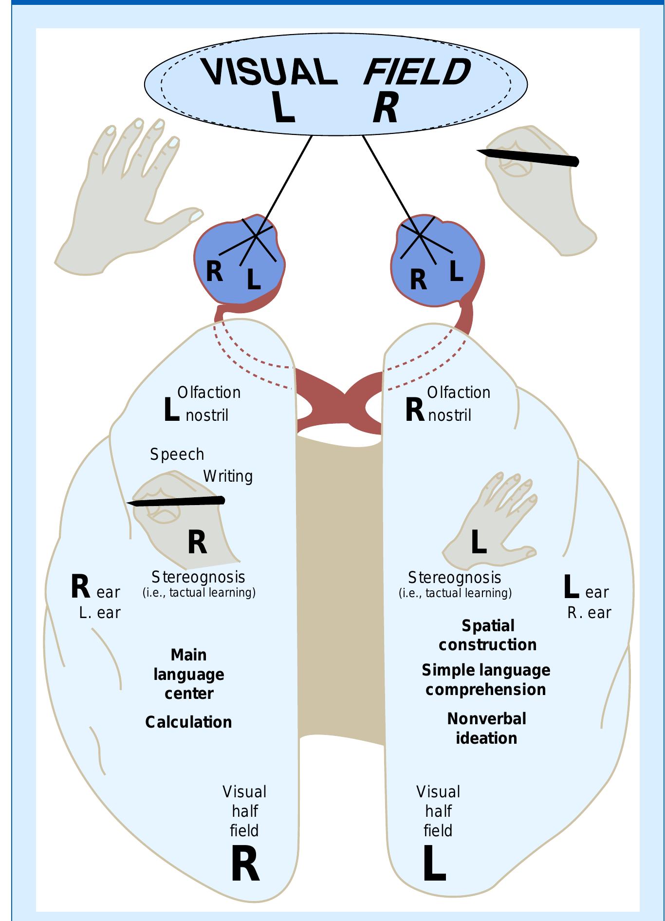 Figure 3 - from Impairments of Brain and Behavior The