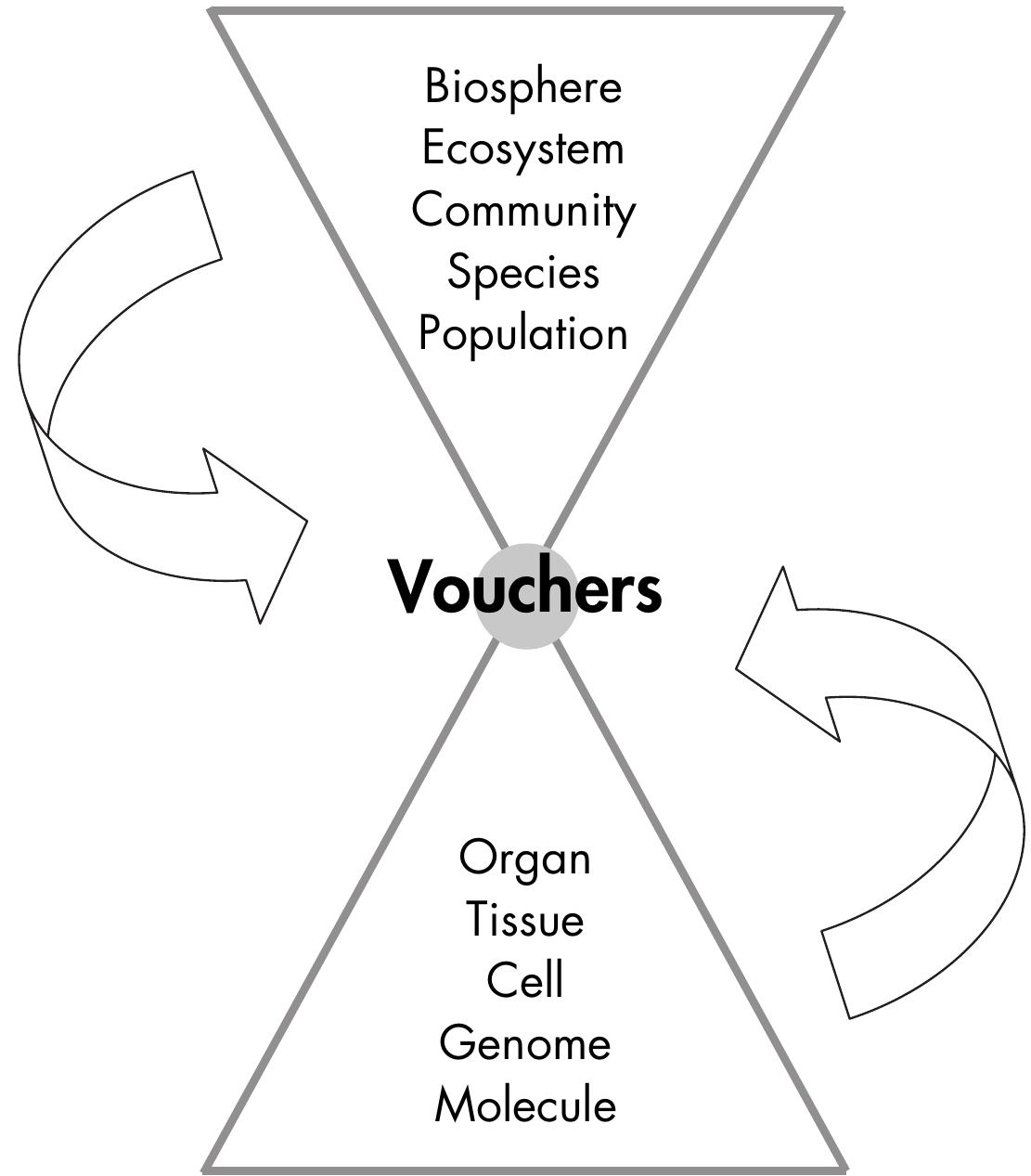FIGURE 1. Double-triangular model of traditional vouchers illustrating how vouchers support, and are supported by, supra-  organismic and infra-organismic biological research.  — ee eee Se Ee eeee—————— eee ota a  Figure 1 schematically represents how vouchers traditionally are positioned in relation to the synthesis of biological science. Biology includes supra-organismic and infra-organismic scopes of study (i.e., biosphere, ecosystem, community, species, population, organ, tissue, cell, genome, and molecule). The schematic is simplified for clarity, because other fields of science are linked tightly with the hierarchical structure of biology. Figure 1 illustrates how a voucher can represent an individual organism with integrity. The twisted arrows on the sides of the triangles indicate that all levels of biological research, from molecular to environmental, address  the scientific underpinning of the original biological entity. 