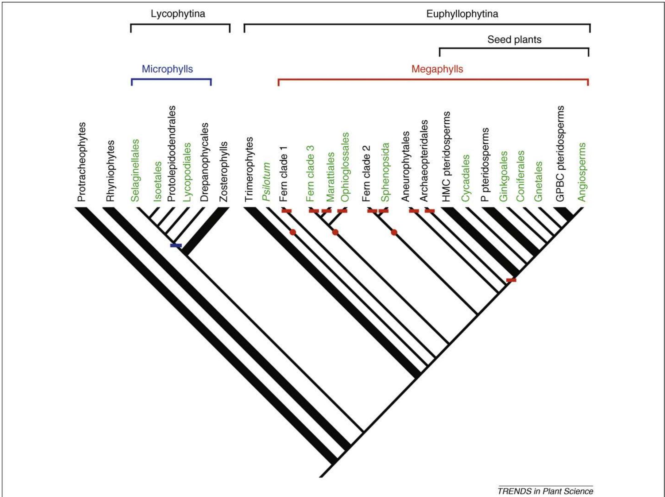 (PDF) Megaphylls, microphylls and the evolution of leaf development
