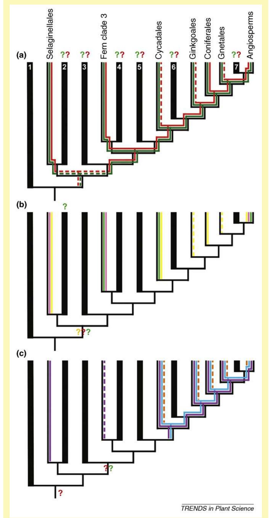 (PDF) Megaphylls, microphylls and the evolution of leaf development