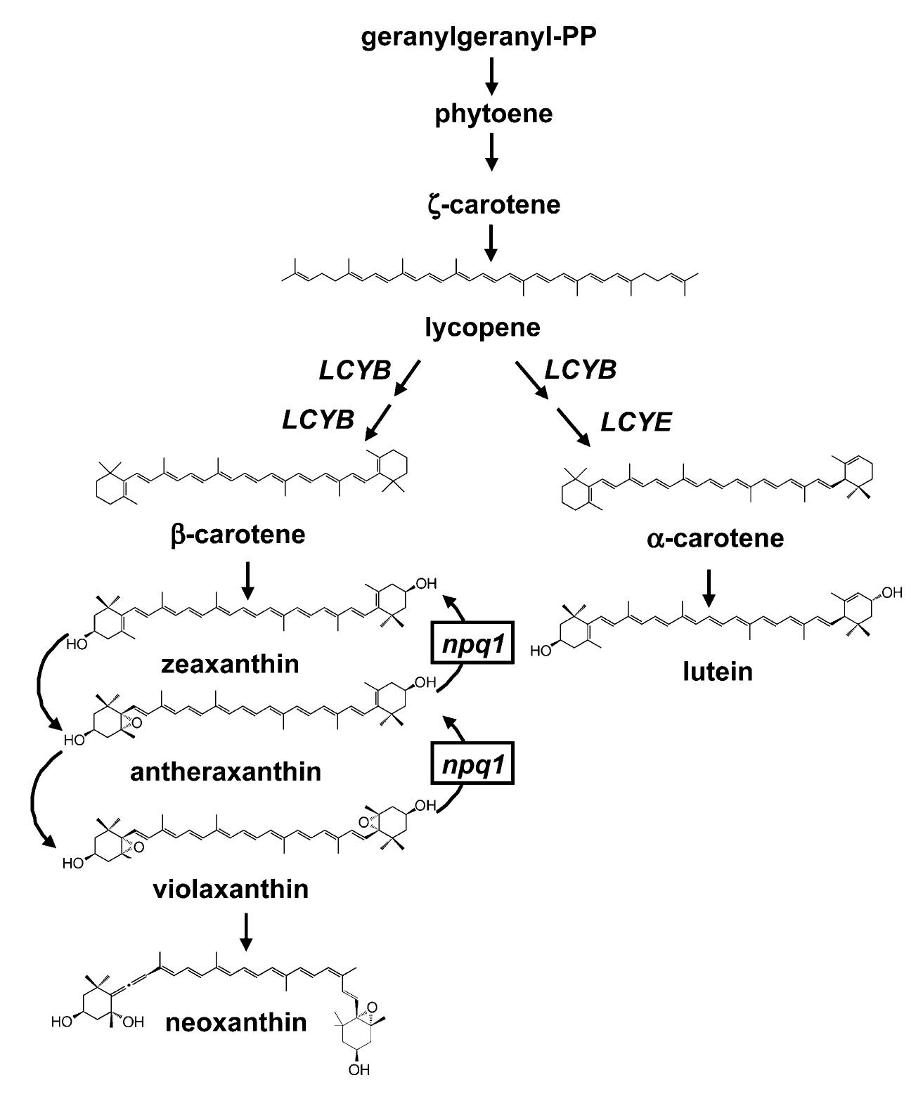 Figure 1 - from Lutein Accumulation in the Absence of