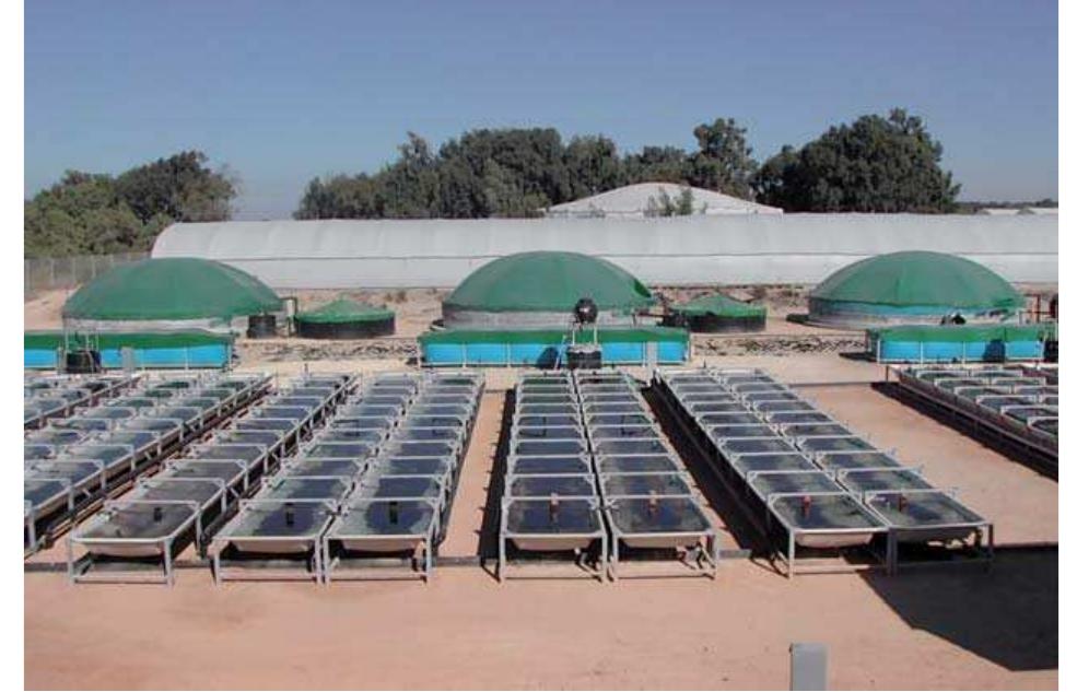 (PDF) Multitrophic Integration for Sustainable Marine Aquaculture