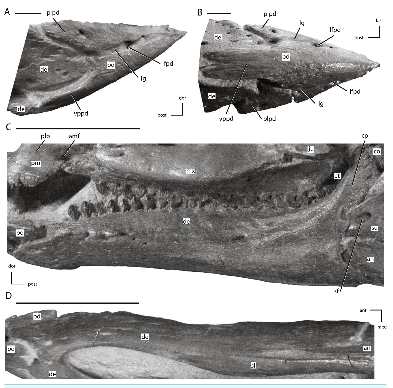 Predentary (PDF) The cranial anatomy of the neornithischian dinosaur ...