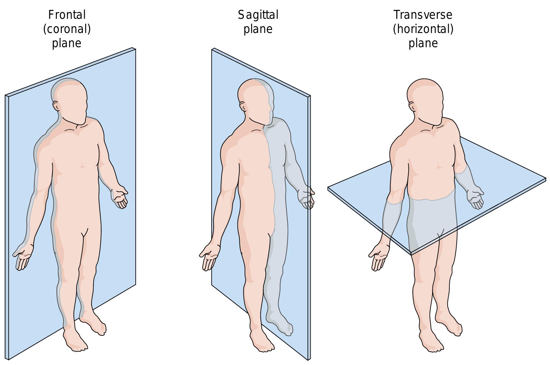 Halves Body Part (PDF) ORGANIZATION OF THE HUMAN BODY