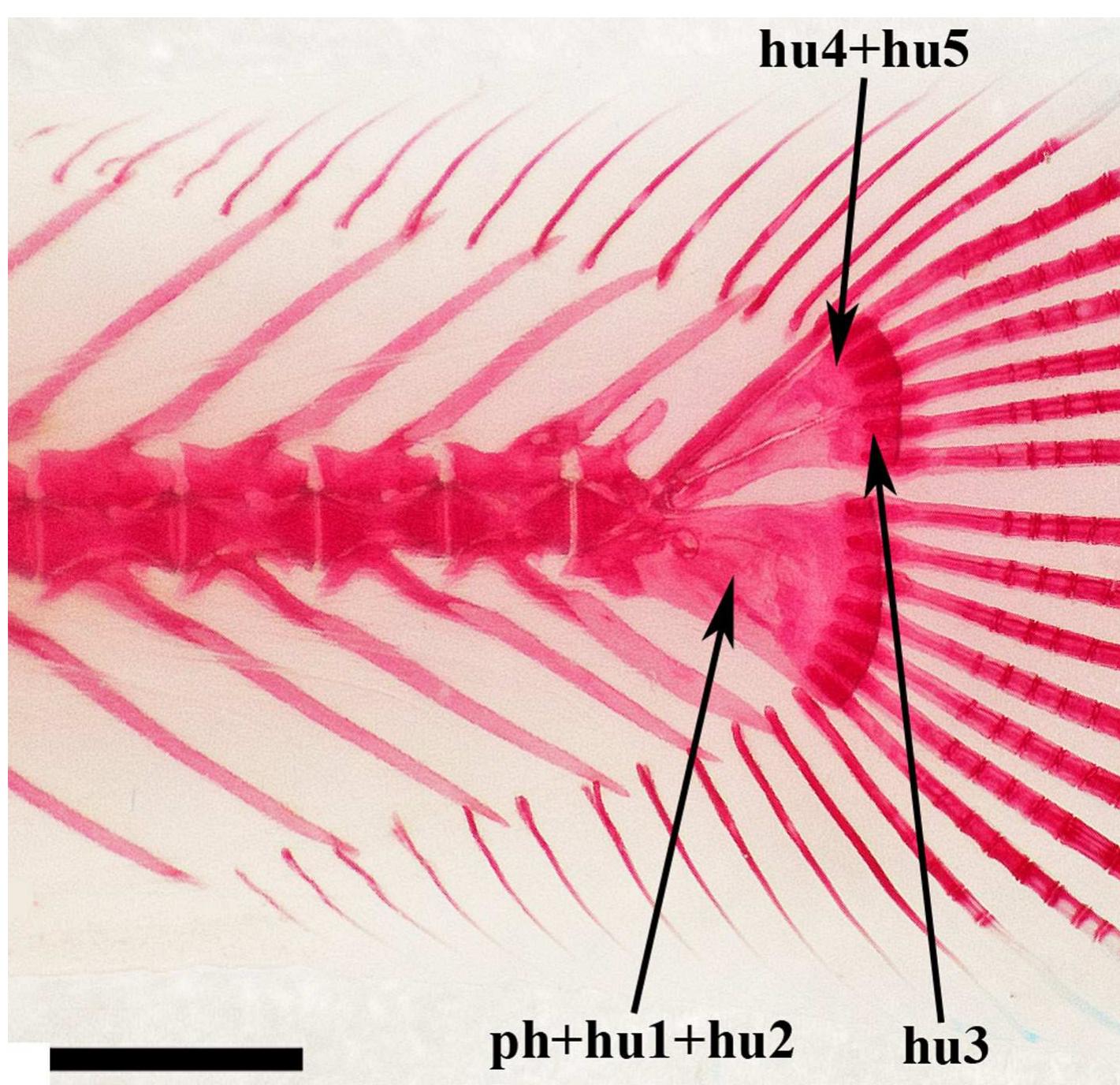 (PDF) A new species of Ituglanis Costa & Bockmann, 1993 (Siluriformes ...