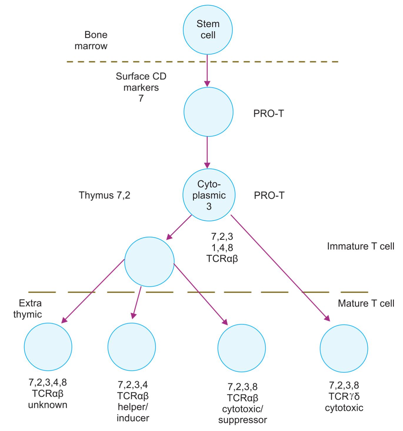 T Cell Maturing 7: t cell maturation