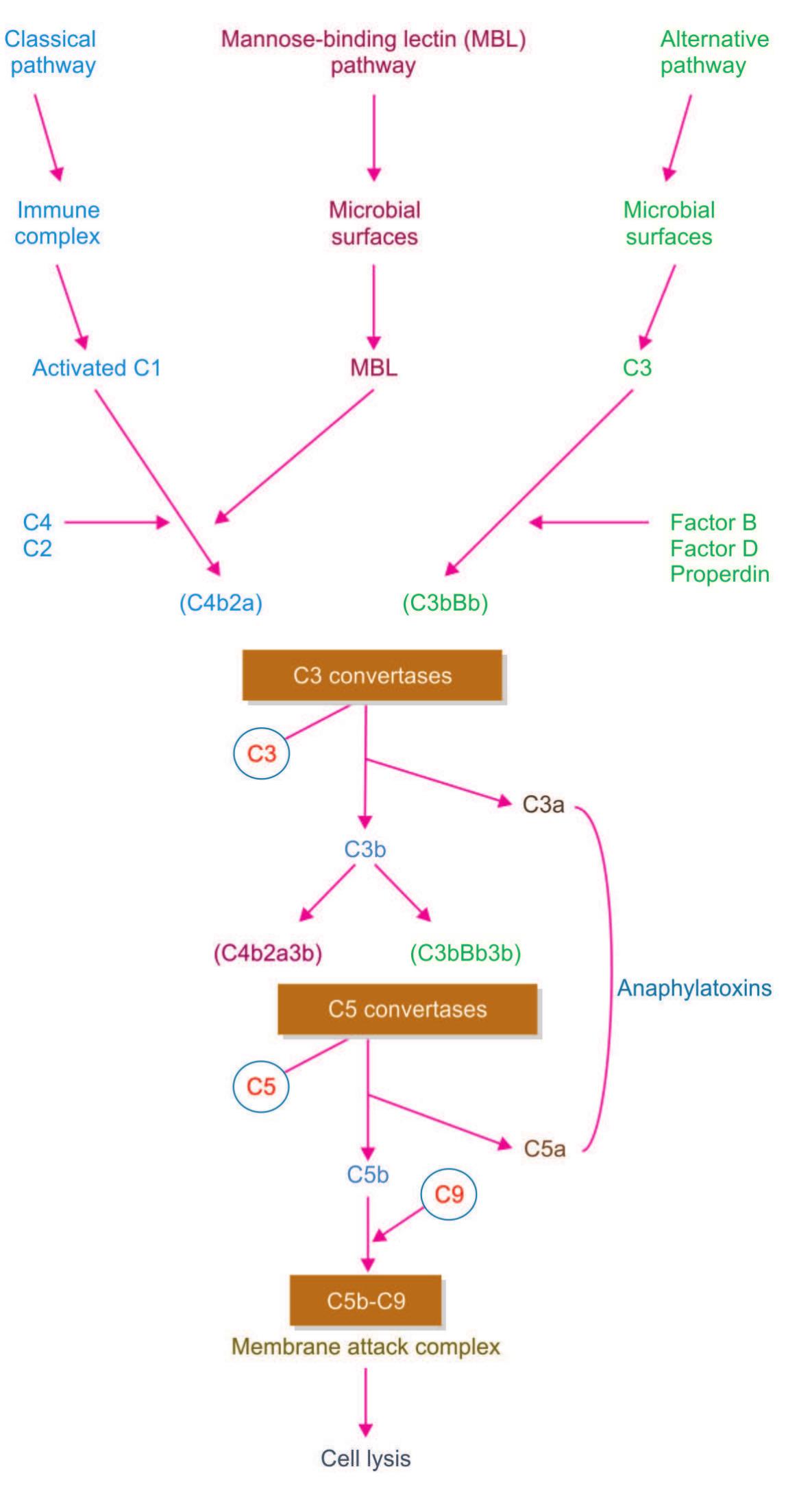 Complement Systemcomplement System (PDF) Complement system