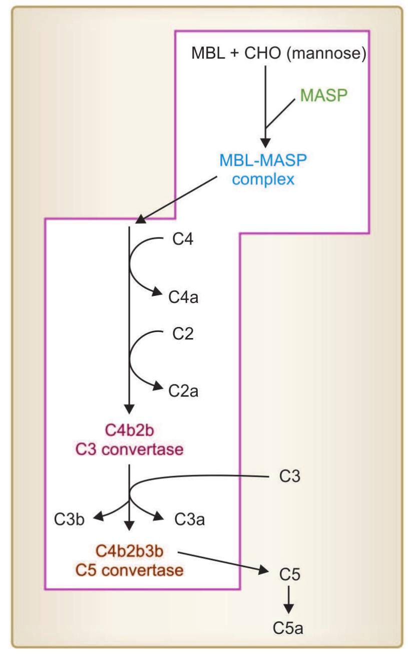 (PDF) Complement system