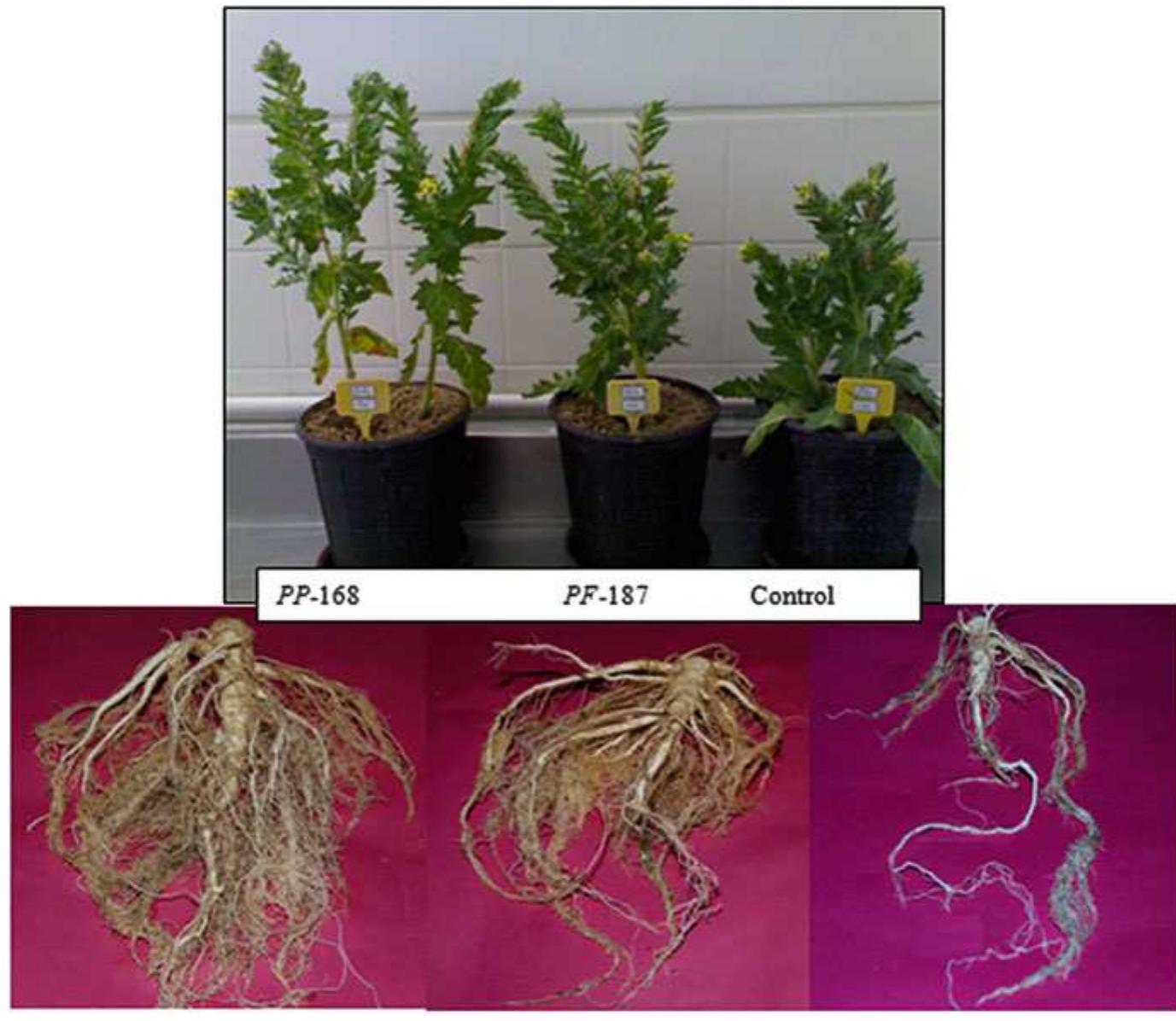 M 【TH×E リキッド 0.5ml】 PHC TH×E CBP PDF) PGPR