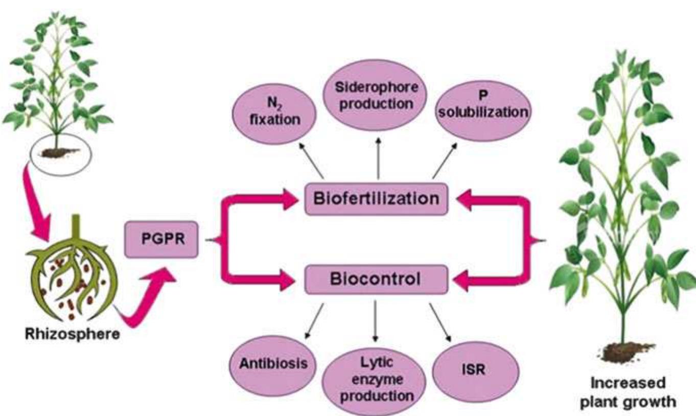 PDF) PGPR