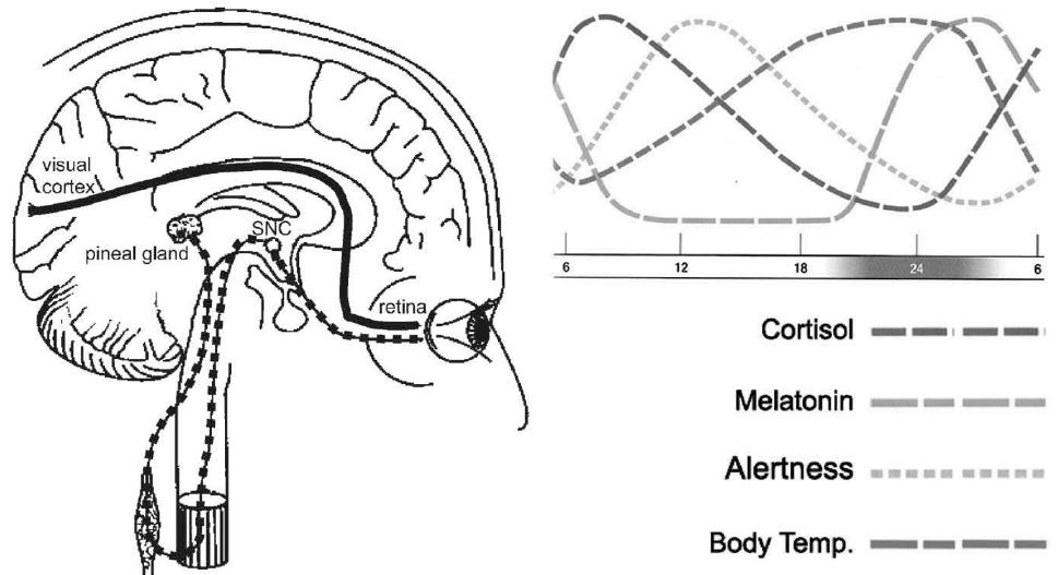 Figure 1 - from Daylight and the Occupant Visual and